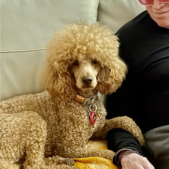 Meet your Posher, Vickie - Picture 7 of 16